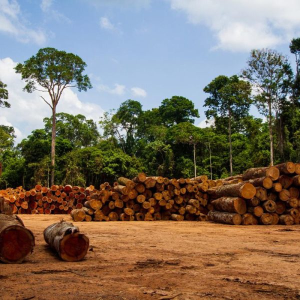 brazilian_amazon_lumber